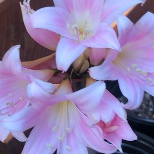 Meet your Posher, Edith